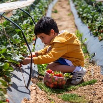 strawberry picking square